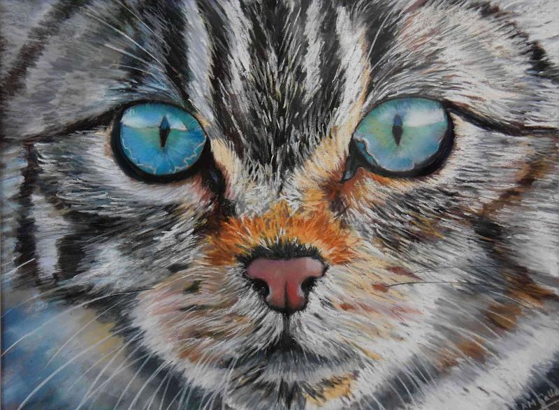 Chat sauvage.JPG - Pastel format /size 30 x 40